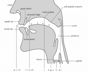 Inuit Nipingit—Inuit Sounds